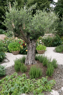Olivier Jardin aromatique Mioulane NewsJardinTV NPM 850310340