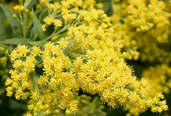 Solidago Mioulane NewsJardinTV NPM 850325216