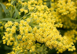 Solidago Mioulane NewsJardinTV NPM 850325216