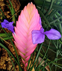 Tillandsia lindenii Flora