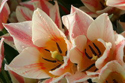 Tulipa Rosy Dream Mioulane NewsJardinTV NPM 84977160