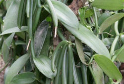 Vanilla planifolia Mioulane NewsJardinTV XY7S7212