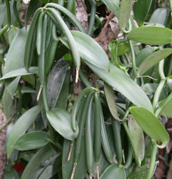 Vanilla planifolia Mioulane NewsJardinTV XY7S7212