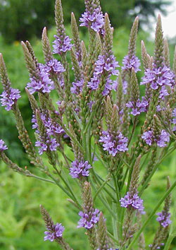 Verbena officinalis Flora