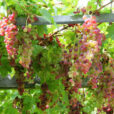 Vigne Treille Mioulane NewsJardinTV NPM90001216