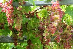 Vigne Treille Mioulane NewsJardinTV NPM90001216
