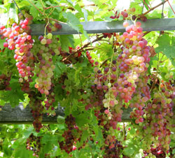 Vigne Treille Mioulane NewsJardinTV NPM90001216