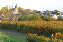 Automne Vignes Ingrandes de Touraine Mioulane NewsJardinTV 49785412