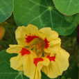 Capucine Mioulane NewsJardinTV NPM 85020133