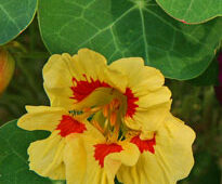 Capucine Mioulane NewsJardinTV NPM 85020133