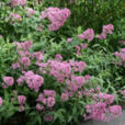 Centranthus ruber Mioulane NewsJardinTV NPM 84955127