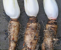 Chicoree Witloof endive