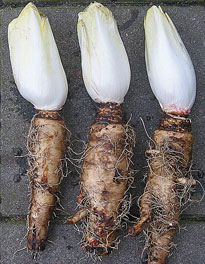 Chicoree Witloof endive