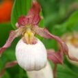 Cypripedium Gisela Mioulane NewsJardinTV 9N7B0958