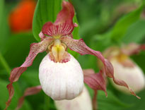 Cypripedium Gisela Mioulane NewsJardinTV 9N7B0958