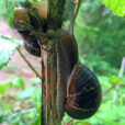 Escargot Mioulane NewsJardinTV 214578