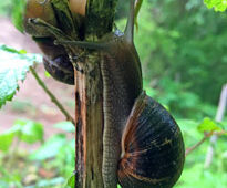 Escargot Mioulane NewsJardinTV 214578