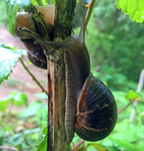 Escargot Mioulane NewsJardinTV 214578