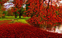 Feuilles automne DR