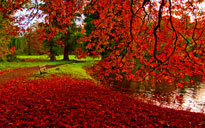 Feuilles automne DR