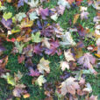 Feuilles mortes automne Mioulane NewsJardinTV IMG 3104