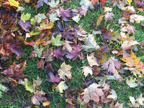Feuilles mortes automne Mioulane NewsJardinTV IMG 3104
