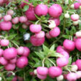 Gaultheria mucronata Mioulane NewsJardinTV NPM 850330374