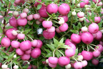 Gaultheria mucronata Mioulane NewsJardinTV NPM 850330374