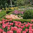 Jardin Tulipes Mioulane NewsJardinTV NPM 84977133