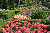 Jardin Tulipes Mioulane NewsJardinTV NPM 84977133