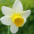 Narcisus Jack Snipe Mioulane NewsJardinTV NPM 84977047