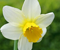 Narcisus Jack Snipe Mioulane NewsJardinTV NPM 84977047