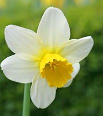 Narcisus Jack Snipe Mioulane NewsJardinTV NPM 84977047