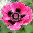 Papaver orientale Mioulane NewsJardinTV NPM 850318422