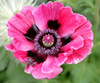 Papaver orientale Mioulane NewsJardinTV NPM 850318422
