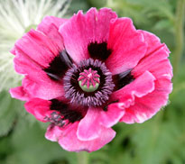 Papaver orientale Mioulane NewsJardinTV NPM 850318422