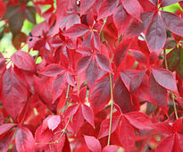Parthenocissus quinquefolia Flora