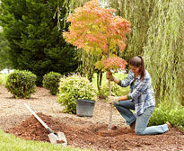 Plantation arbre automne.DR