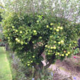 Pommier Golden Mioulane NewsJardinTV IMG 3010