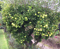 Pommier Golden Mioulane NewsJardinTV IMG 3010