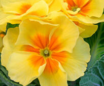 Primevere hybride Mioulane NewsJardinTV NPM 850380108