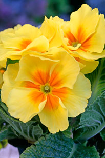 Primevere hybride Mioulane NewsJardinTV NPM 850380108