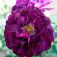 Rosa Tuscany Superb Mioulane NewsJardinTV NPM 850320733