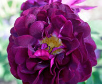 Rosa Tuscany Superb Mioulane NewsJardinTV NPM 850320733