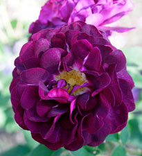 Rosa Tuscany Superb Mioulane NewsJardinTV NPM 850320733