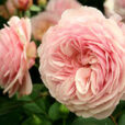 Rose Ashropshirelad Mioulane NewsJardinTV NPM 84969738