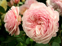 Rose Ashropshirelad Mioulane NewsJardinTV NPM 84969738