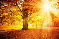 Soleil automne 441177