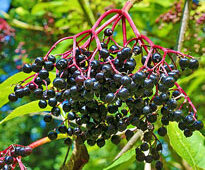 Sureau noir fructification Flora