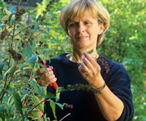 Taille Buddleia Mioulane NewsJardinTV NPM GIP152402002